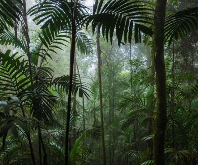 International Day of the Tropics 