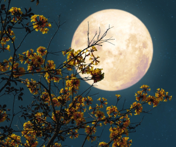 Journée internationale de la Lune