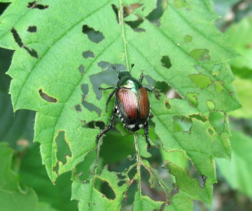 Especies invasoras: El desafío de la biodiversidad y la conservación