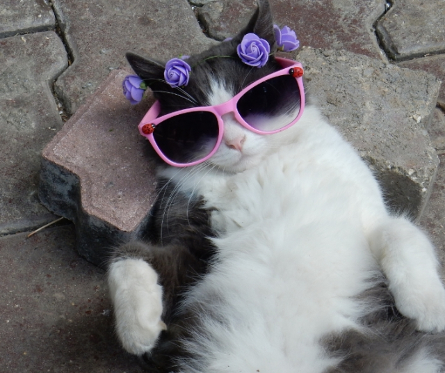 International Cat Day - Spain 