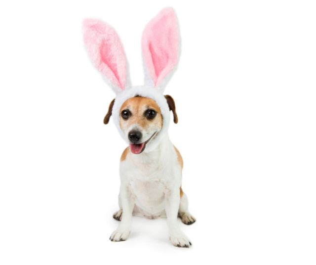 Meilleures idées pour habiller votre animal de compagnie pour Halloween