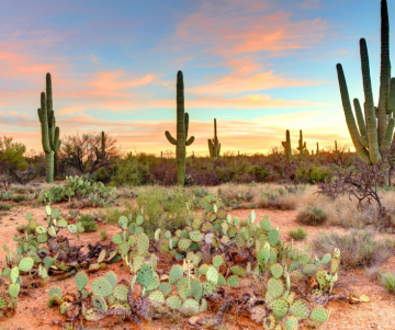¿Cuáles son las plantas que no necesitan agua?