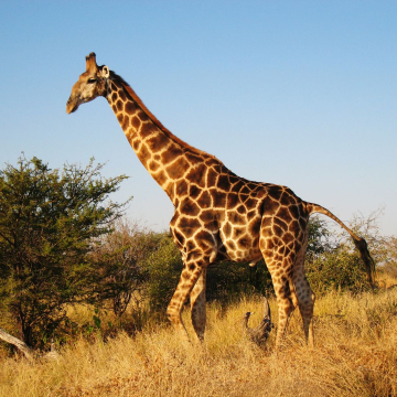 Curiosités sur les girafes