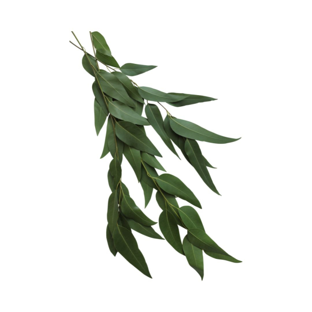 Bienfaits de l\'eucalyptus