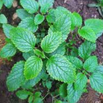 Bienfaits de la mélisse