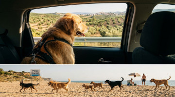 Cómo viajar con mascotas en España: requisitos, consejos de transporte y mejores destinos para ir con perro