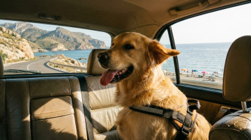 Viajar con perro por España en verano: guía de transporte, playas y hoteles que admiten mascotas