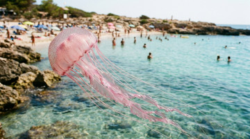 Cómo prevenir y tratar las picaduras de medusas en las playas de España: guía de primeros auxilios y especies comunes