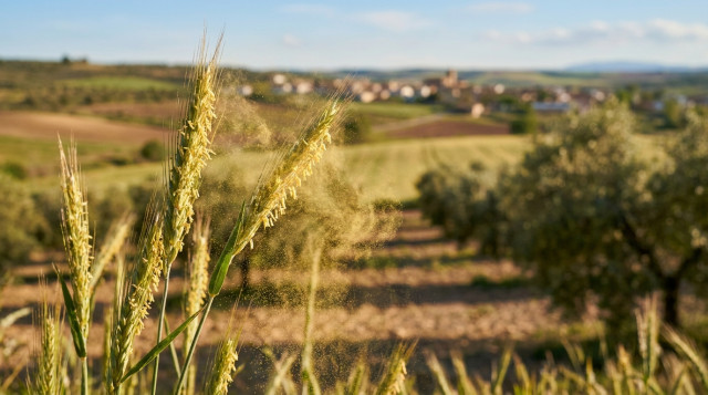 Alergias primaverales en España: las provincias con niveles de polen más altos y cómo protegerse