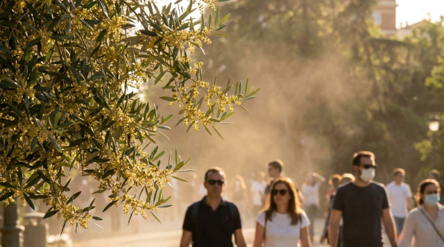 Alerta por niveles extremos de polen en España: las ciudades más afectadas y consejos para combatir la alergia en mayo