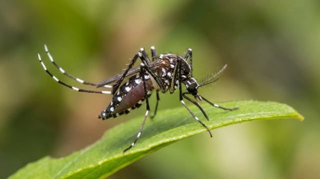Alerta por la proliferación del mosquito tigre: consejos de salud y cómo evitar su picadura este verano