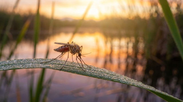 Sanidad alerta del aumento de mosquitos transmisores del virus del Nilo en España: zonas de riesgo y prevención