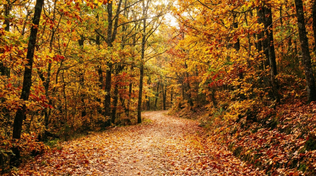 Paisaje otoñal en un bosque de España con hojas secas doradas y un sendero, ideal para ilustrar el calendario de festivos y puentes de otoño