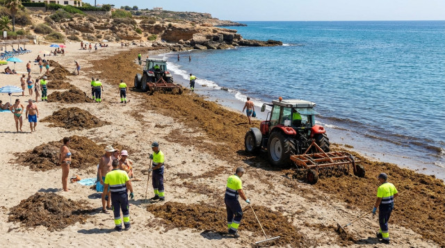 La expansión del alga asiática amenaza las playas del sur de España: impacto ecológico y planes de limpieza